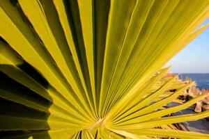palm leaf on the beach photo