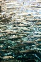 A school of fish photo