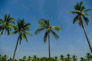 palm trees in front of a blue sky photo