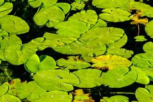 a large group of green water lillies in a pond photo