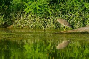 Heron bird in the lake photo