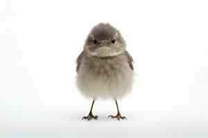 Little cute chick isolated on white background Generative AI photo
