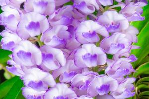 de cerca púrpura orquídea racimo, en el verde bosque foto