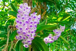 de cerca púrpura orquídea racimo, en el verde bosque foto