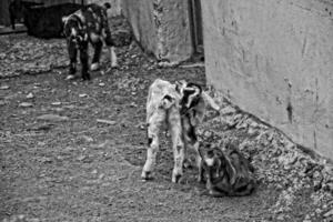 peaceful tame goat animals on a farm on Canary Island Fuertaventra photo