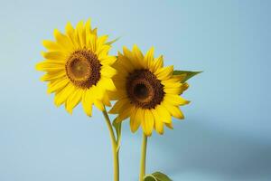 Two sunflowers in the sunny ambience. Light blue background with shadow. Generative AI photo