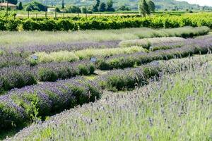 Field of lavender photo