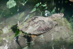 Tortuga en el agua foto