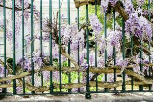 a gate with purple flowers growing on it photo