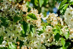 a tree with white flowers and green leaves photo