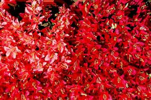 a large group of red flowers photo