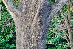 a tree with a large trunk photo