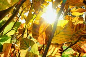 el Dom brilla mediante el hojas de un árbol foto