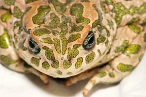 Green spotted toad photo