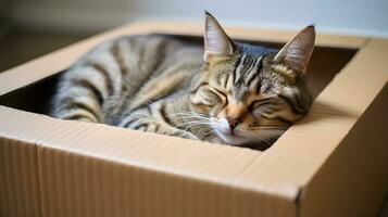 linda atigrado gato dormido en un cartulina caja ai generativo foto