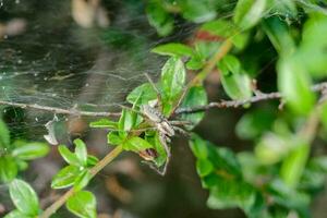 a spider on a plant with leaves photo