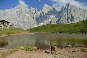 a dog standing in front of a lake with mountains in the background photo