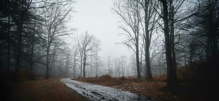 camino en el bosque en un lluvioso día misterioso mojado bosque remoto campo foto