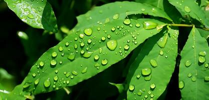 water drops on green leaves dew on leaves The brightness of plants after the rain photo