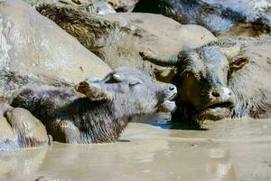 water buffalo are playing in the mud photo