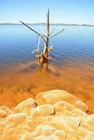 un muerto árbol en el agua con rocas foto