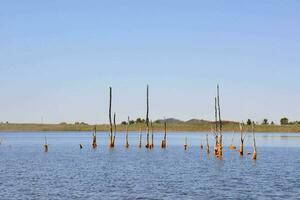 several branches in the water with a blue sky photo