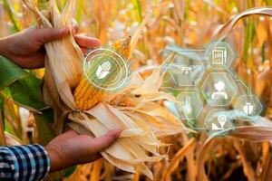 Farmer checking corn crop cultivated field with smart farming interface icons. Smart and new technology for agriculture, GMO science in corn field concept. photo