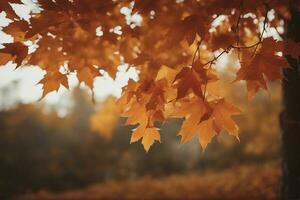 autumn leaves in the forest photo