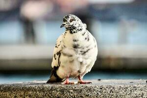 White and black pigeon photo