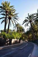 palm trees line the road photo