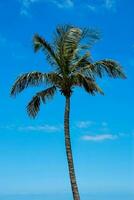 Tropical palm tree photo