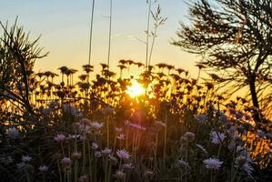 Flowers and sunset photo