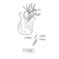 Sketch Fennel Simple Vector Illustration in Doodle Style