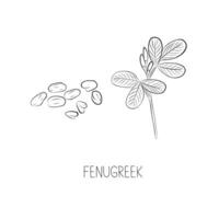 Sketch Fenugreek Simple Vector Illustration in Doodle Style