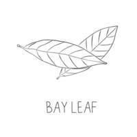 Sketch Bay Leaf Vector Illustration in Doodle Style