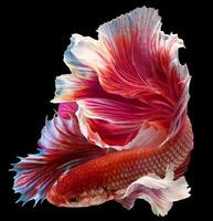 Red white Siamese Fighting fish Fancy Halfmoon Betta,The moving moment beautiful of betta fish in Thailand. Betta splendens Pla-kad, isolated on black background. photo