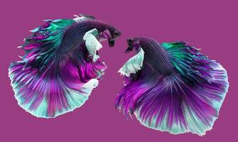 Two betta splendens, Colorful Siamese fighting fish moving, betta fish,Siamese betta on purple background. photo