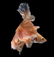 Beautiful movement of yellow betta fish, Siamese fighting fish, Betta splendens isolated on black background. Studio shot. photo