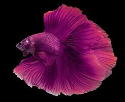 hermosa movimiento de rosado púrpura Betta pez, lujoso media Luna betta, el Moviente momento hermosa de siamés luchando pez, Betta brilla, rítmico de Betta pescado aislado en negro antecedentes. foto