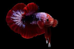 Beautiful movement of red white betta fish, Siamese fighting fish, Betta splendens isolated on black background. Studio shot. photo