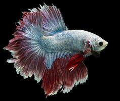 hermosa movimiento de blanco rojo Betta pez, rítmico cerca arriba de siamés luchando pez, Betta brilla, media Luna Betta de Tailandia en negro antecedentes. foto