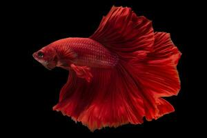Beautiful movement of Red Betta fish, Rhythmic close up of Siamese fighting fish, Betta splendens, Halfmoon betta on black background. photo