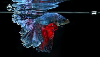 Close up of Blue Betta fish with open mouth in fish tank. Beautiful Siamese fighting fish gasping air, Betta Fish breathing at the water surface, Reflection of Betta splendens on black background. photo