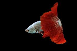 rojo Betta pescado lujoso media Luna Betta el Moviente momento hermosa de siamés luchando pescado en tailandia Betta brilla, rítmico de Betta pescado aislado en negro antecedentes foto