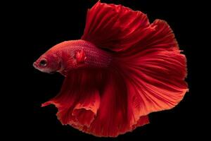 Beautiful movement of red betta fish, Siamese fighting fish, Betta splendens isolated on black background. Studio shot. photo