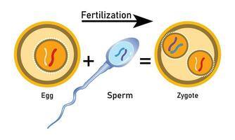 Fertilization process with step-by-step sperm egg and zygote rendering Cell Vector Design,