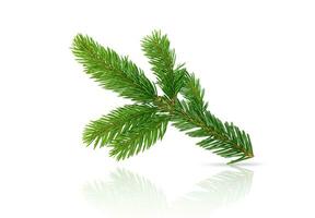 branch of Christmas tree isolated on white background photo