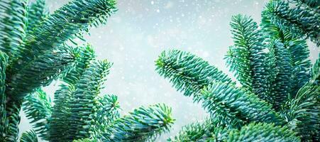 Fir branches close-up against the background of falling snow. Christmas concept. photo