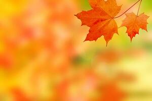 orange maple leaves on autumn blurred background photo