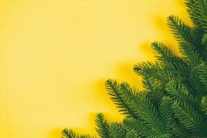 Top view of green fir tree branches on colorful background. New year holiday concept with empty space for your design photo